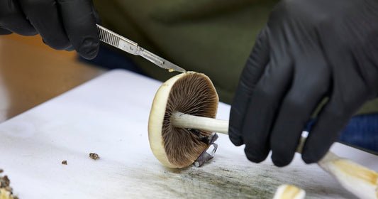 Hongos silvestres productores de psilocibina creciendo sobre musgo y tierra, fotografiados en su hábitat natural